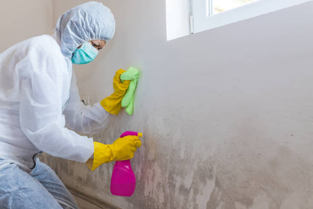 Biohazard Mold Removal in Bothell West, WA